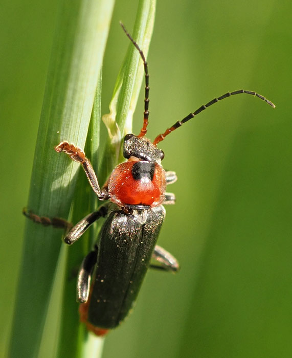 Gemeiner Weichkäfer, Cantharis fusca